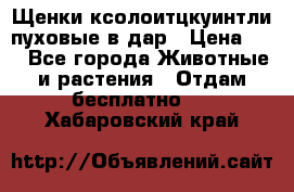 Щенки ксолоитцкуинтли пуховые в дар › Цена ­ 1 - Все города Животные и растения » Отдам бесплатно   . Хабаровский край